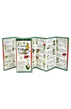 Common Wildflowers of the Northeast - Ulrich Lorimer