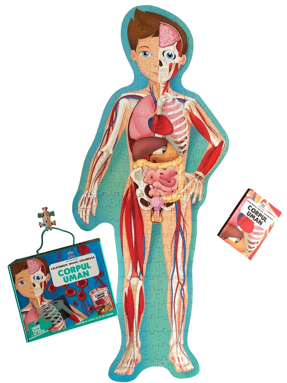 Corpul Uman | MATTEO GAULE