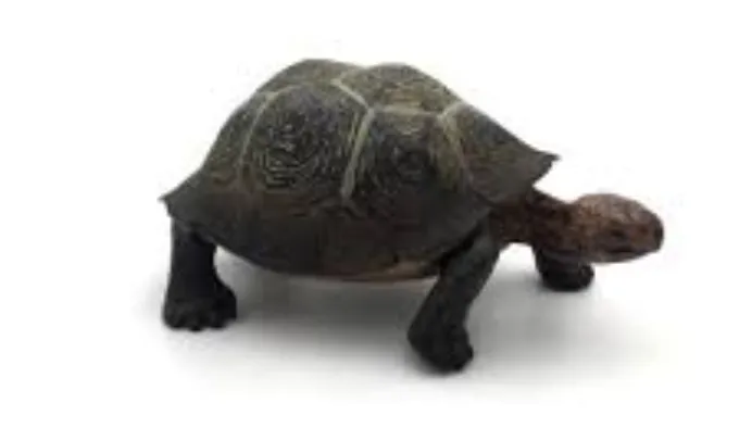 Figurina - Testoasa de desert | Safari