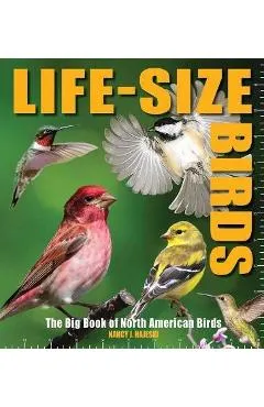 Life-Size Birds: The Big Book of North American Birds - Nancy J. Hajeski